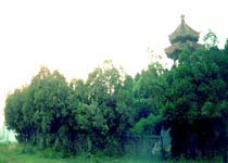 主图片